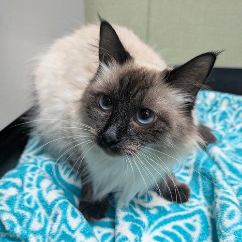 picture of the cat needing adoption