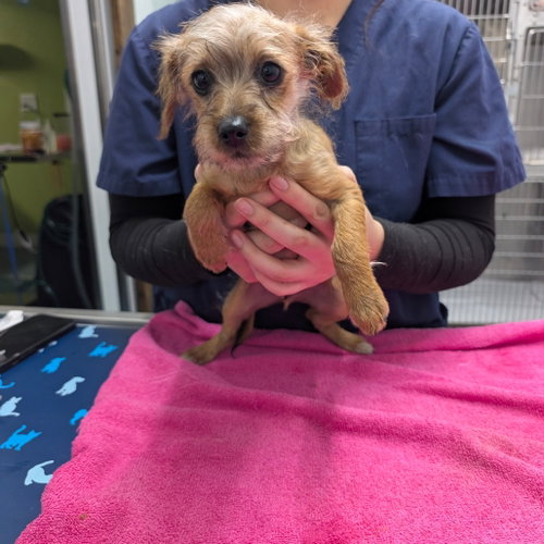 picture of the dog needing adoption