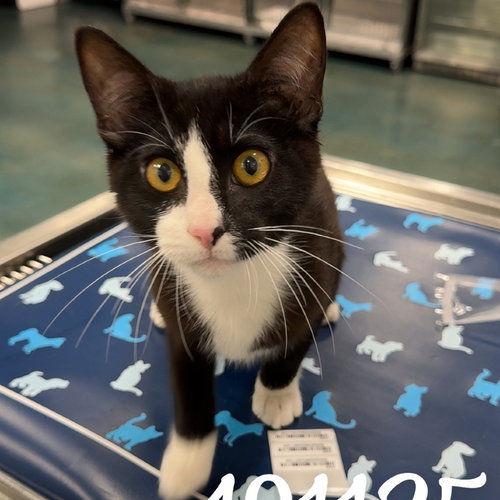 picture of the cat needing adoption