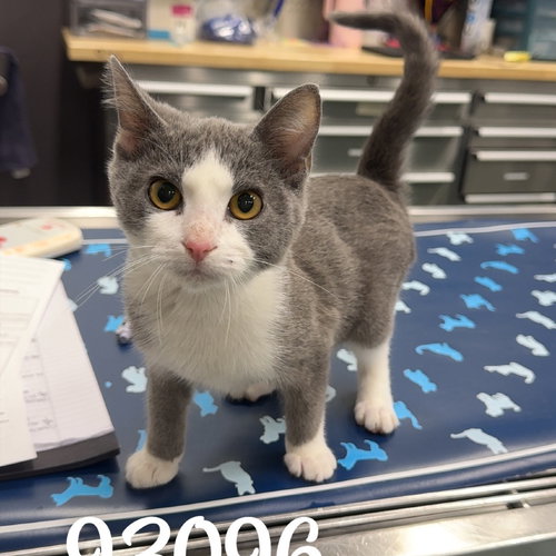picture of the cat needing adoption