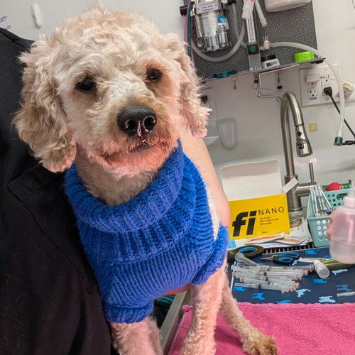 picture of the dog needing adoption