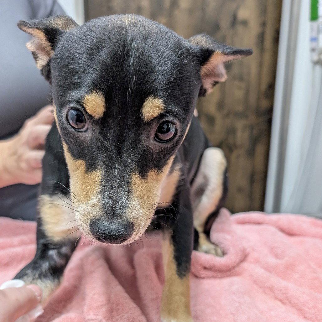 Chihuahua