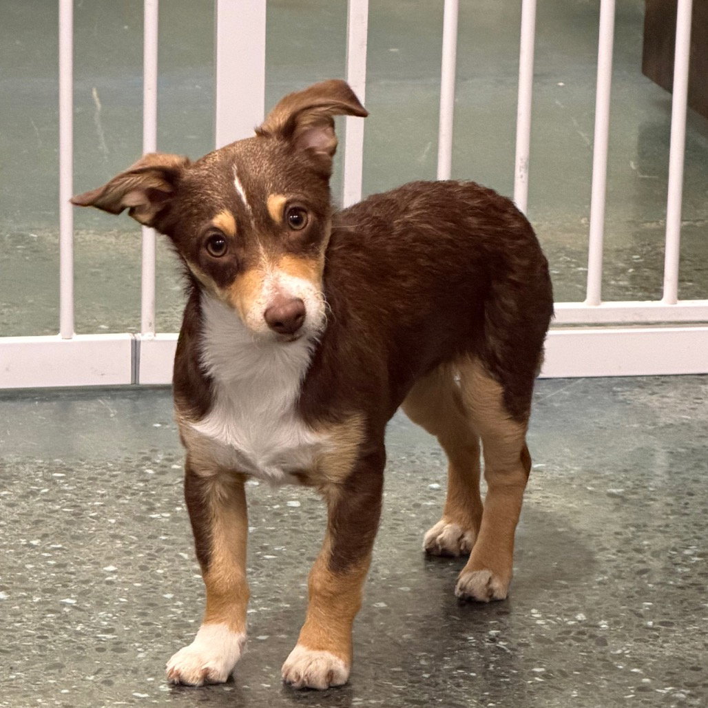 BUDDY Image