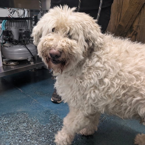CHARLIE BROWN, an adoptable Poodle in Chico, CA
