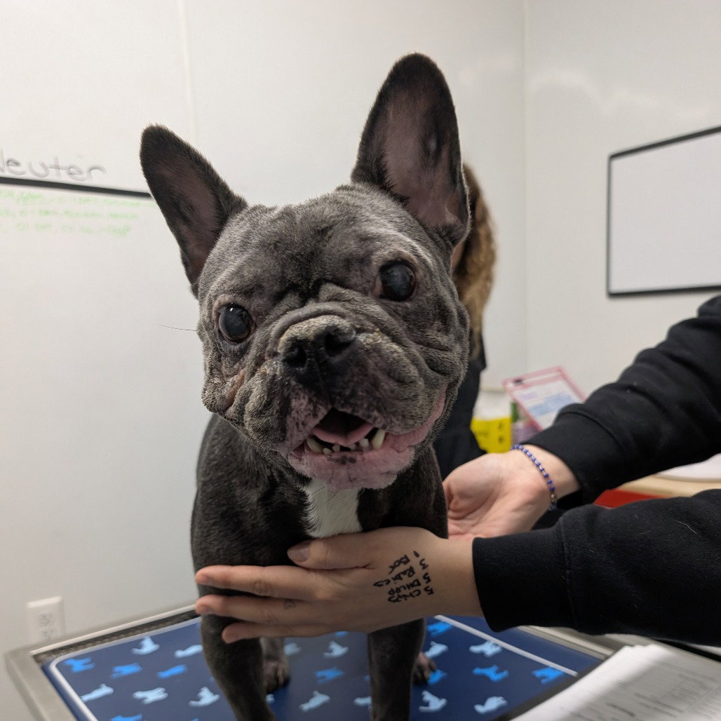French Bulldog