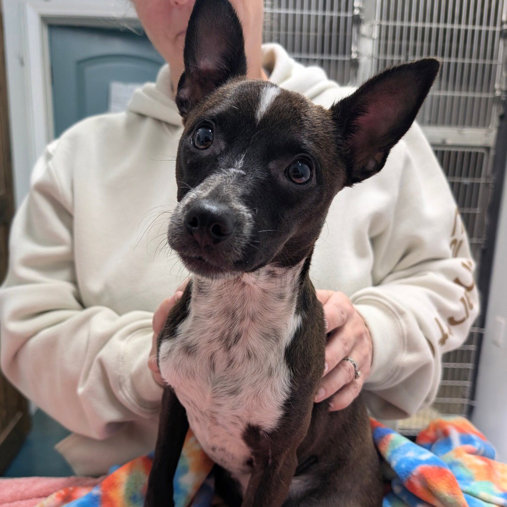 Chihuahua