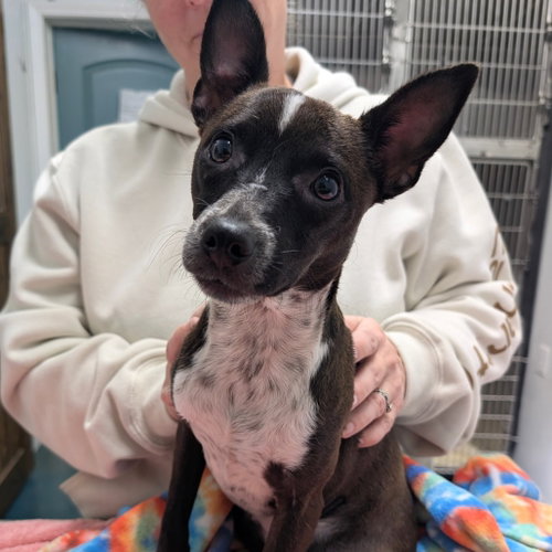 picture of the dog needing adoption