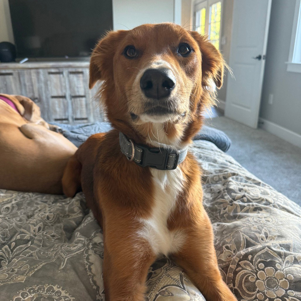 Border Collie