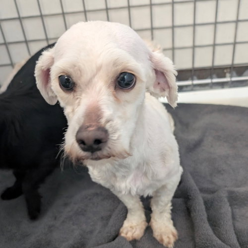 picture of the dog needing adoption