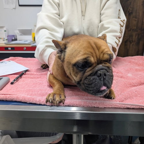 picture of the dog needing adoption