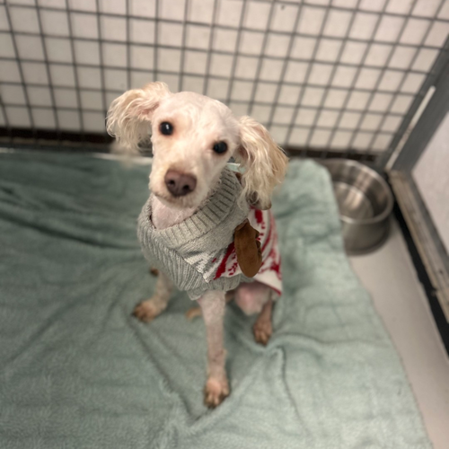 picture of the dog needing adoption