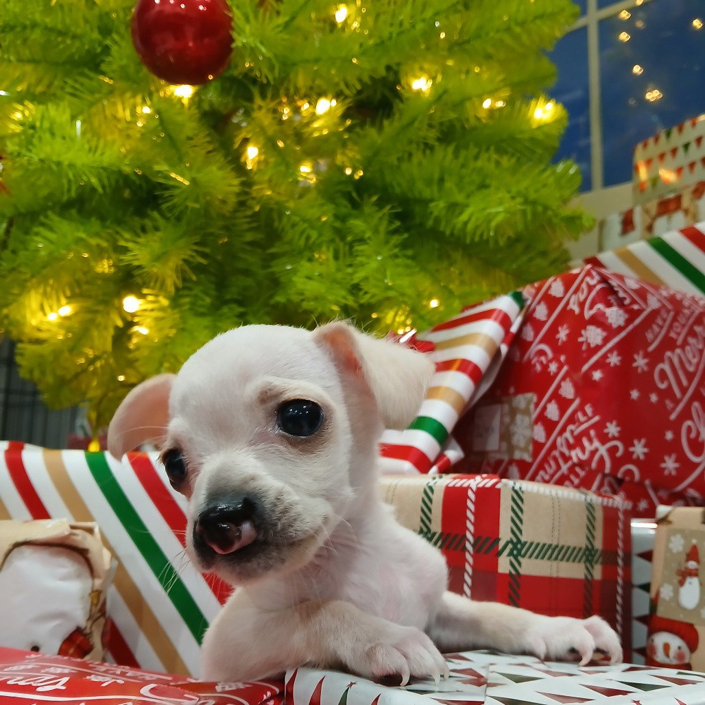 Terrier