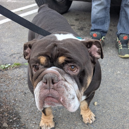 TOOTSIE, an adoptable French Bulldog in Chico, CA