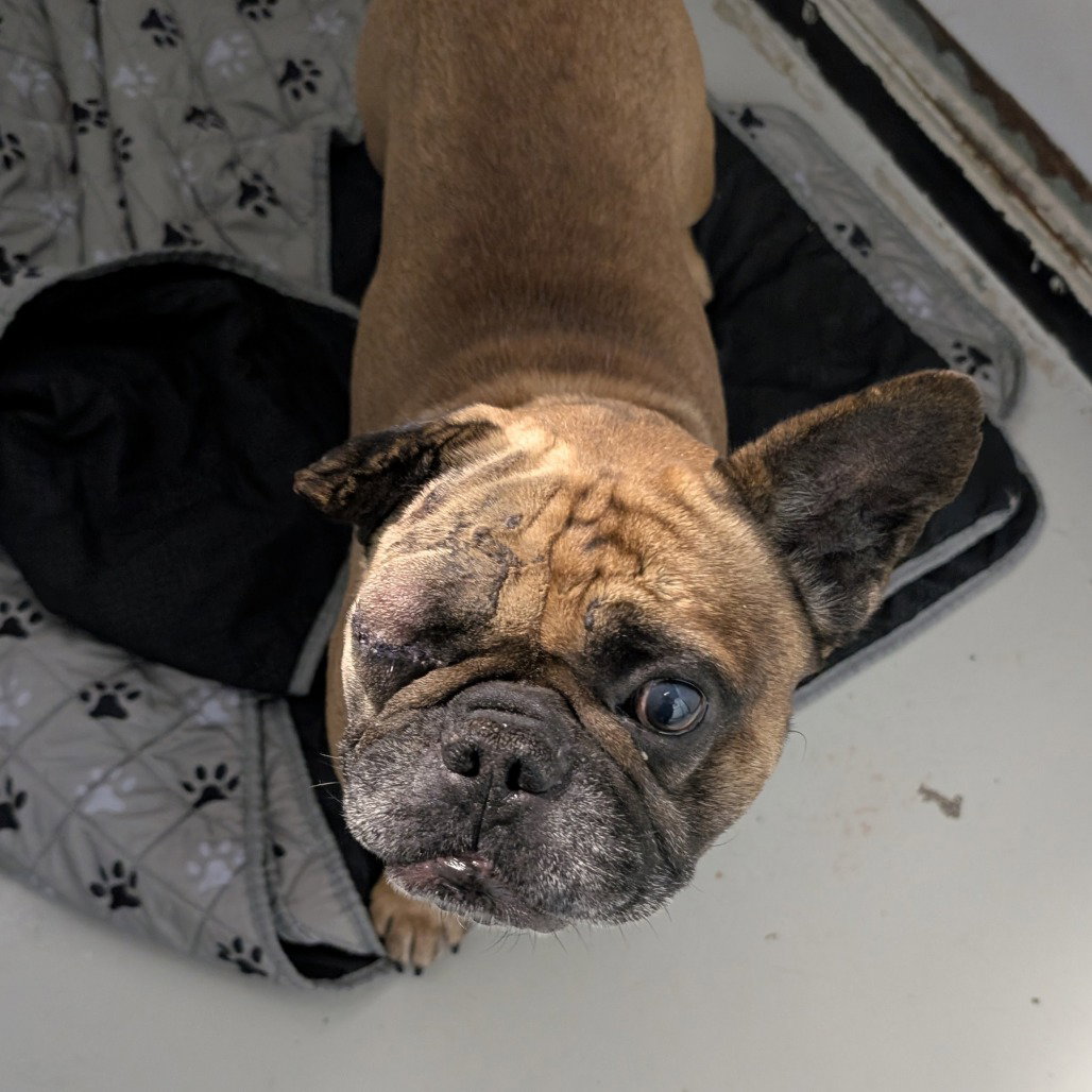 Bulldog