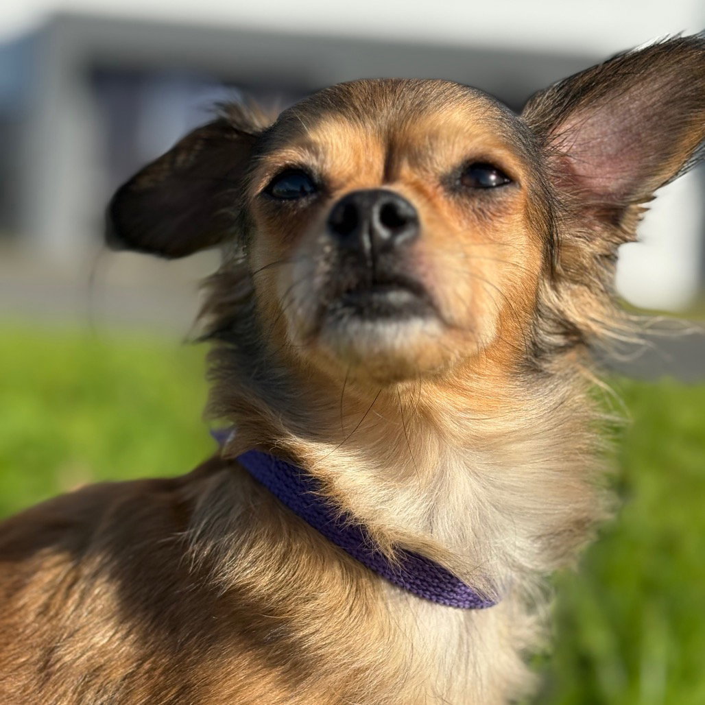 Chihuahua