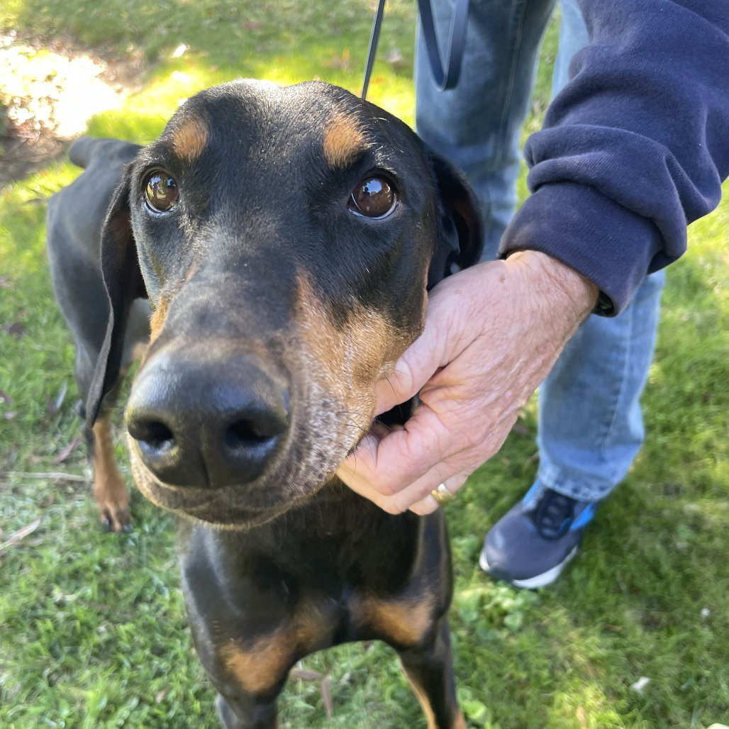 Doberman Pinscher