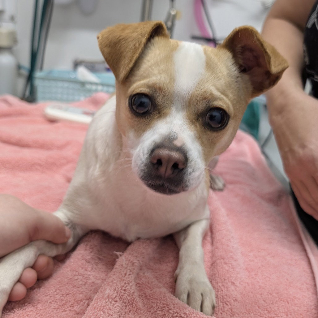Chihuahua