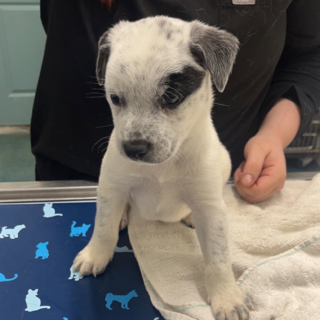 Cattle Dog