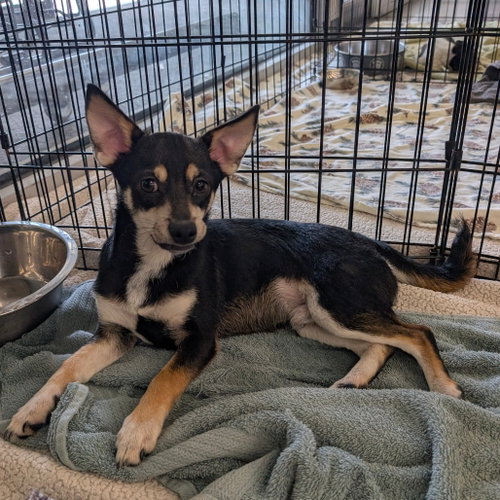 FELIX, an adoptable Chihuahua in Chico, CA