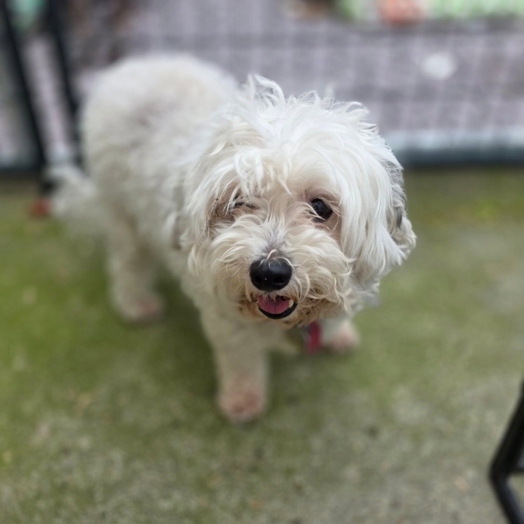 Gidget