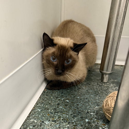 picture of the cat needing adoption