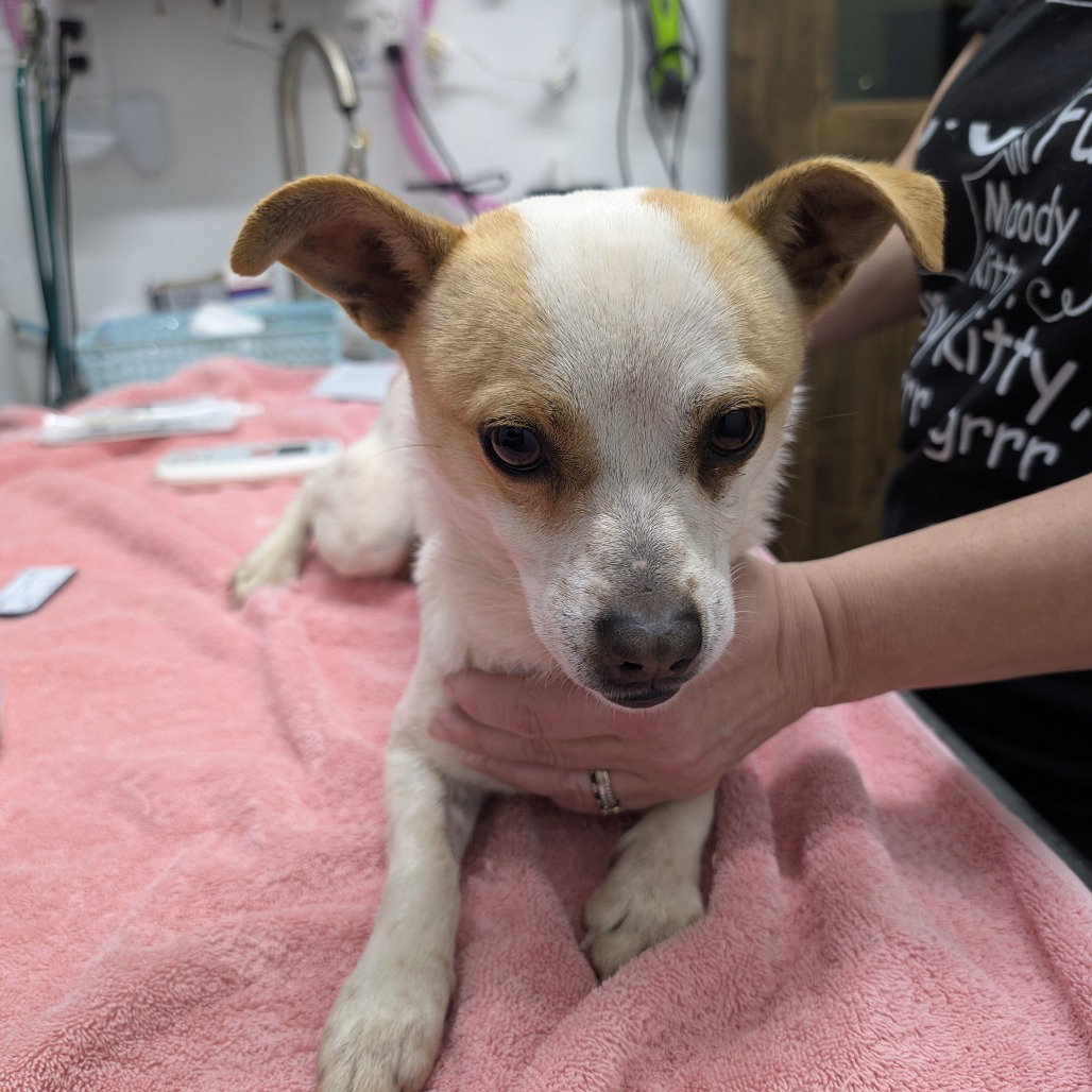Chihuahua