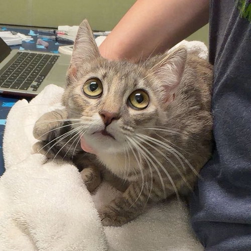 picture of the cat needing adoption