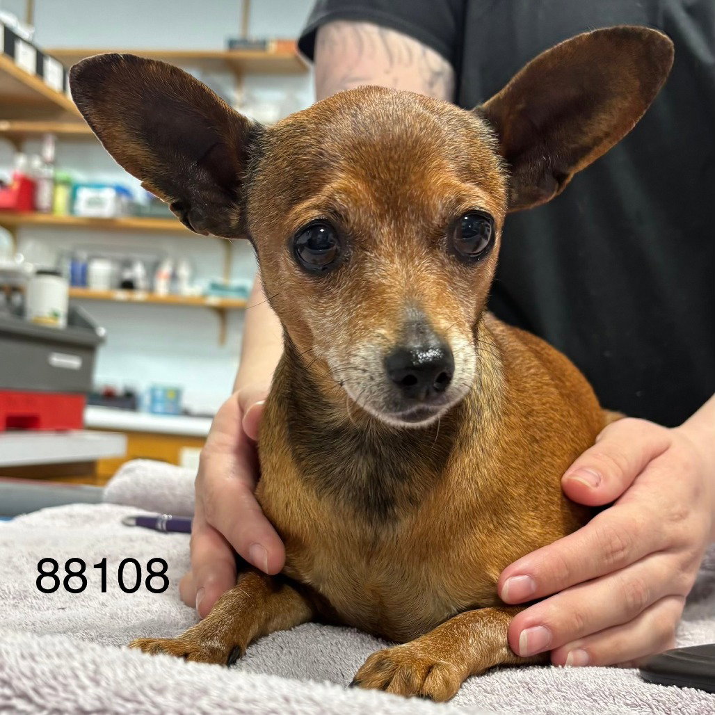 Chihuahua