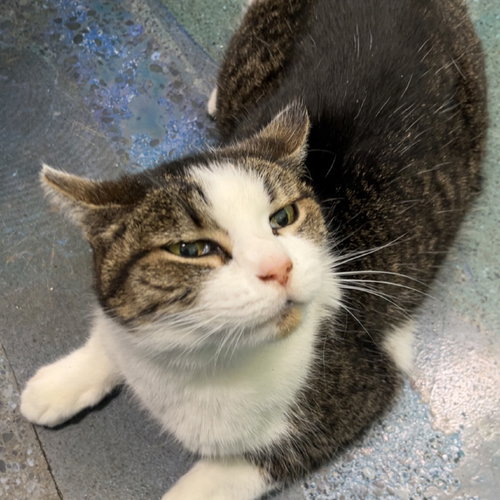 picture of the cat needing adoption