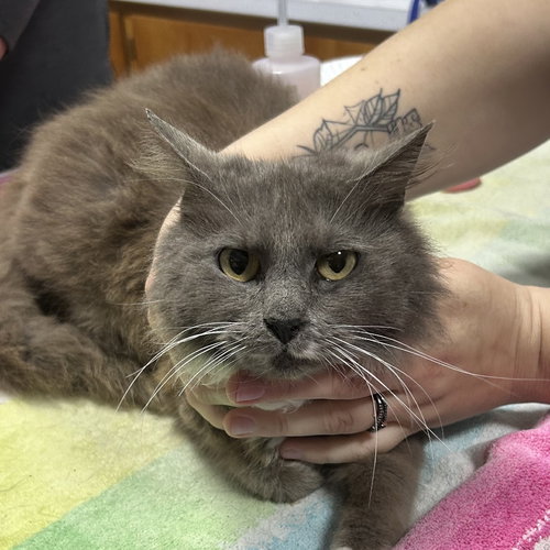 picture of the cat needing adoption