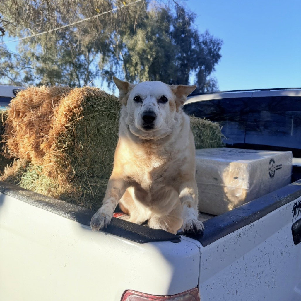 Cattle Dog