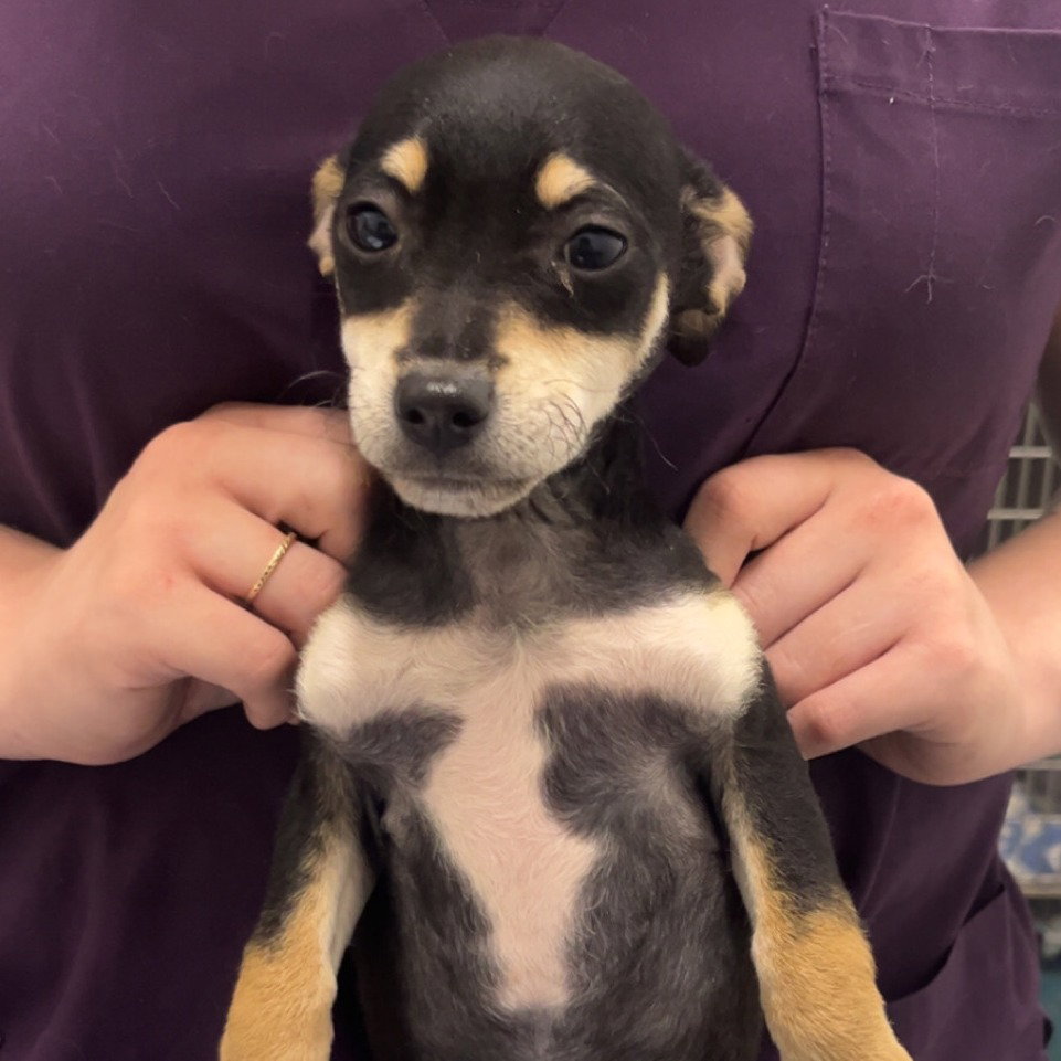 Chihuahua