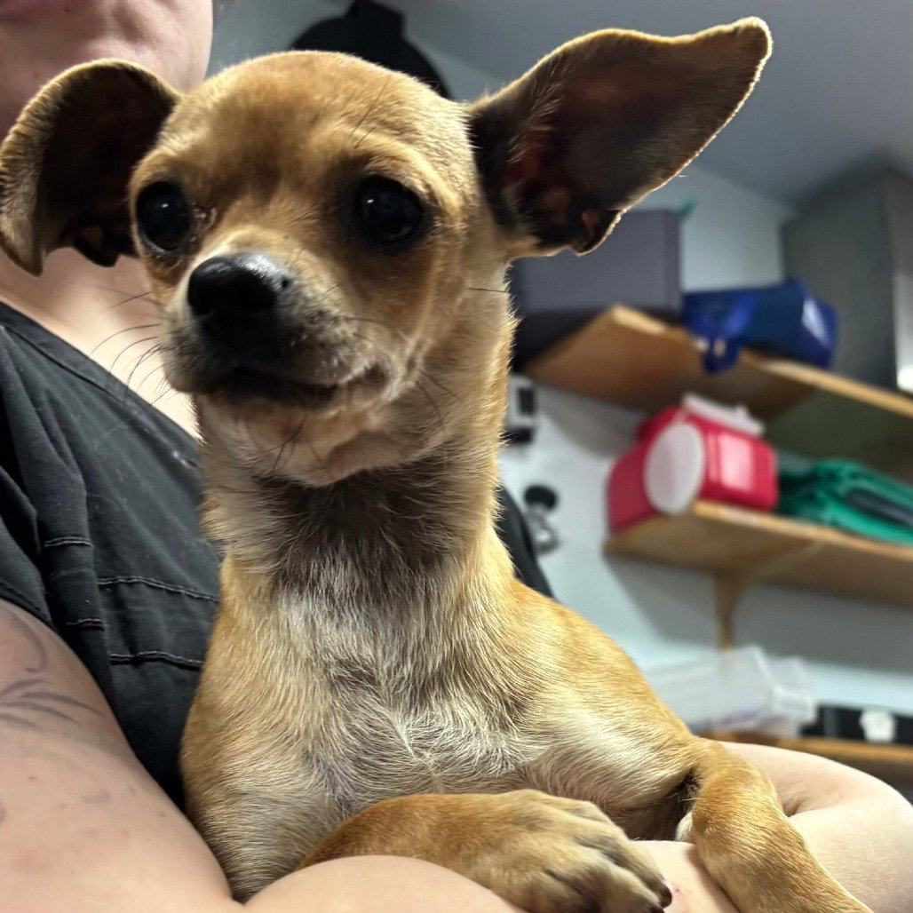 Chihuahua