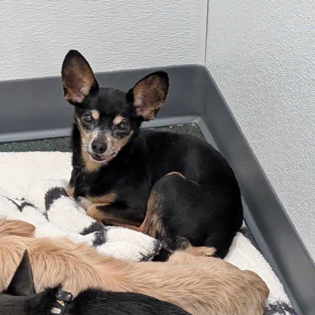 Chihuahua