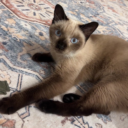 picture of the cat needing adoption