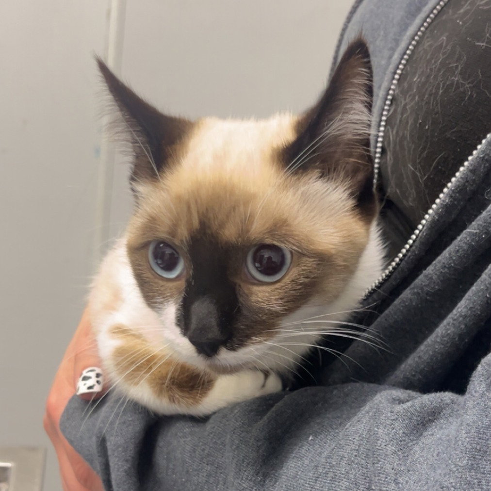 SUKI Image