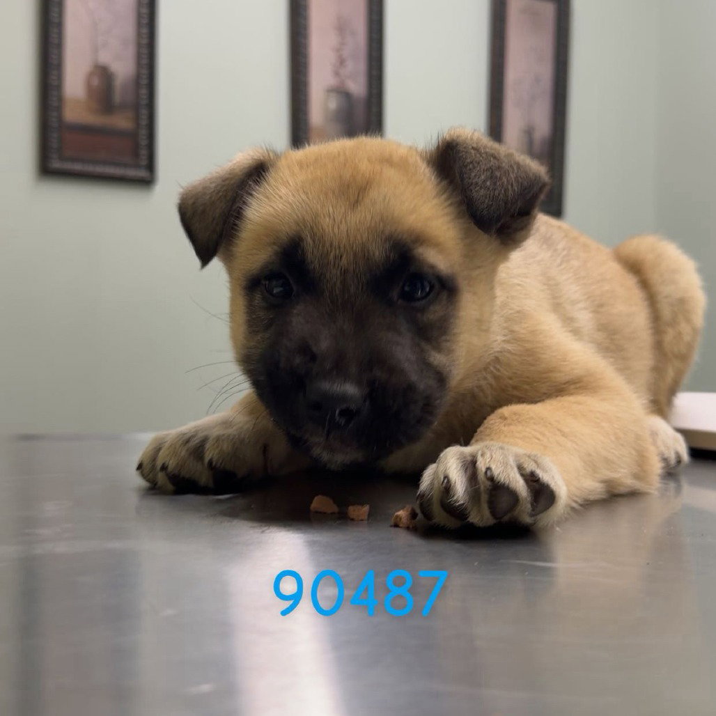 German Shepherd