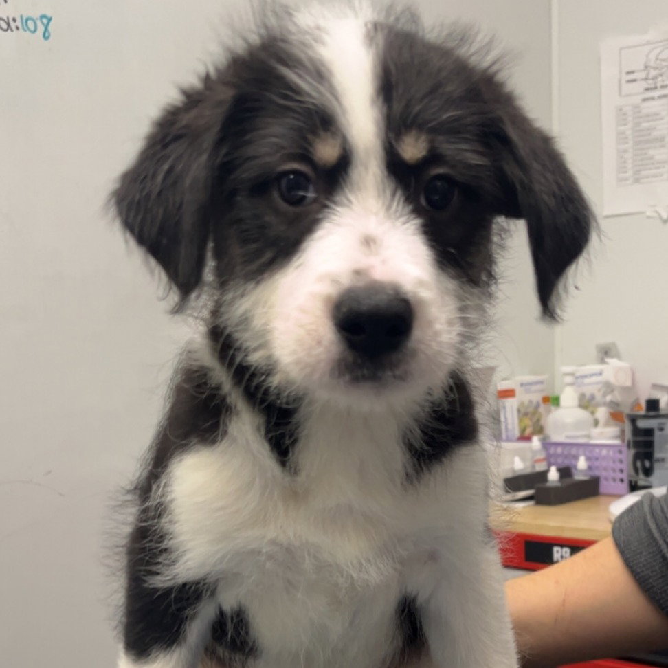 Border Collie