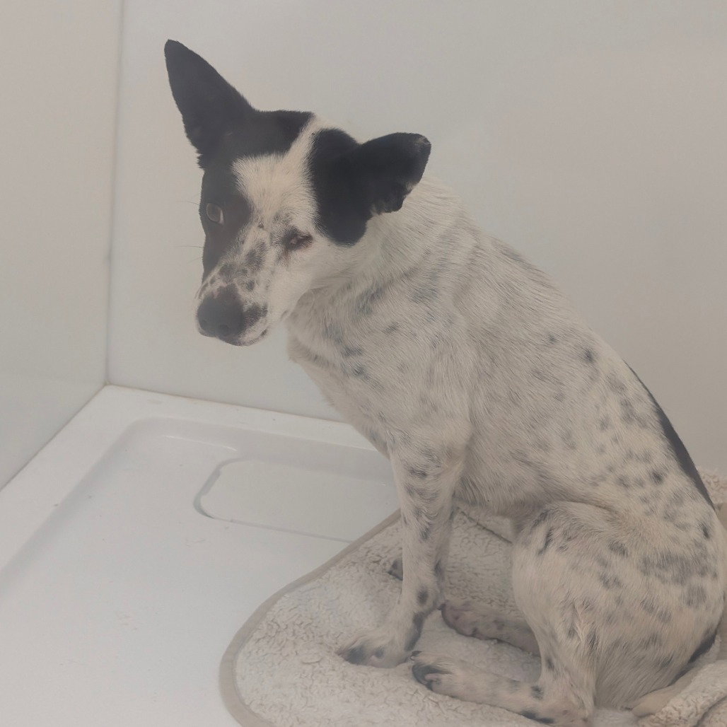 Cattle Dog