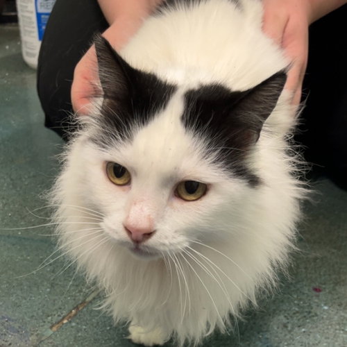 picture of the cat needing adoption