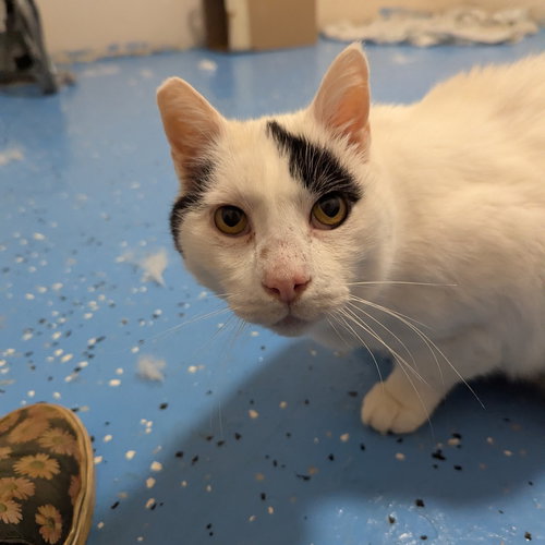 picture of the cat needing adoption
