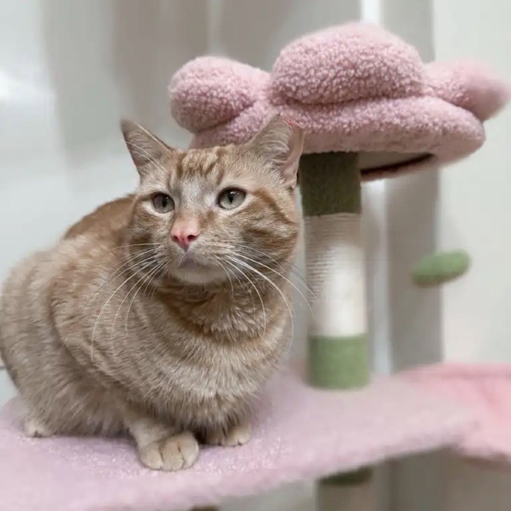 SIMBA Image