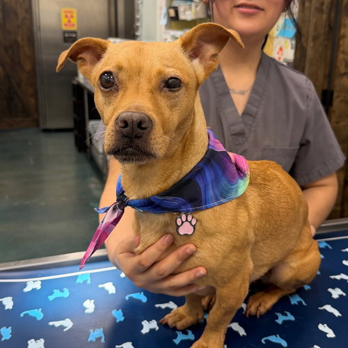 ANNIE, an adoptable Chihuahua in Chico, CA