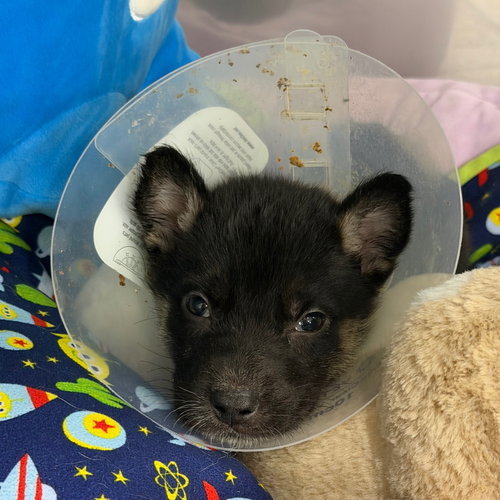BUGATTI, an adoptable German Shepherd Dog in Chico, CA