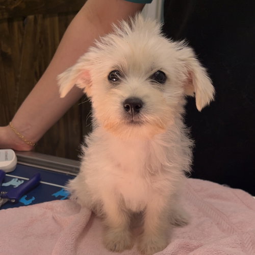 DAWN, an adoptable Maltese in Chico, CA