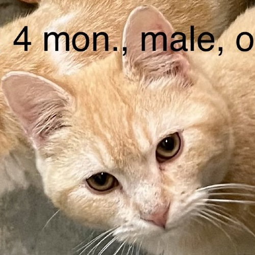 DORITO, an adoptable Domestic Short Hair in Chico, CA