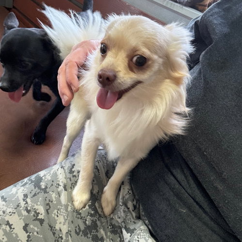 ECHO, an adoptable Chihuahua in Chico, CA