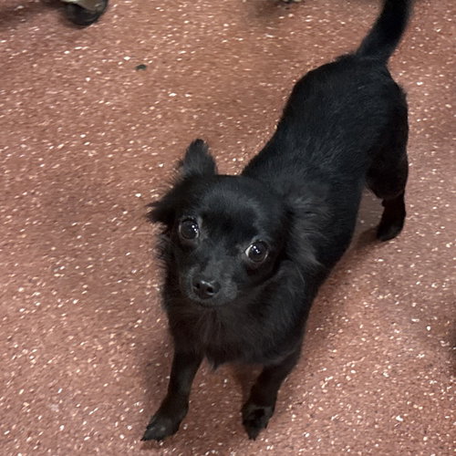 FLOR, an adoptable Chihuahua in Chico, CA