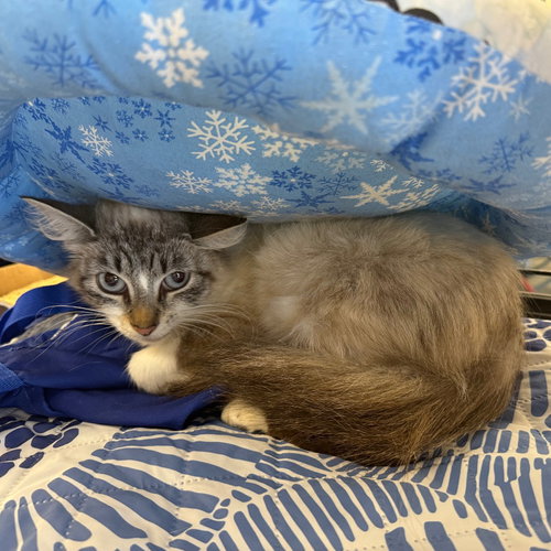 LORELAI, an adoptable Domestic Medium Hair in Chico, CA