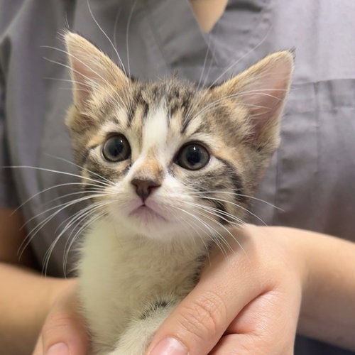 LORENZA, an adoptable Domestic Short Hair in Chico, CA